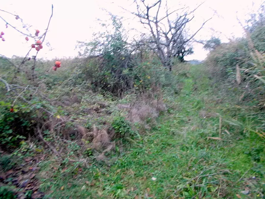 Immagine 16 di Rustico / casale in vendita  a San Benedetto Del Tronto