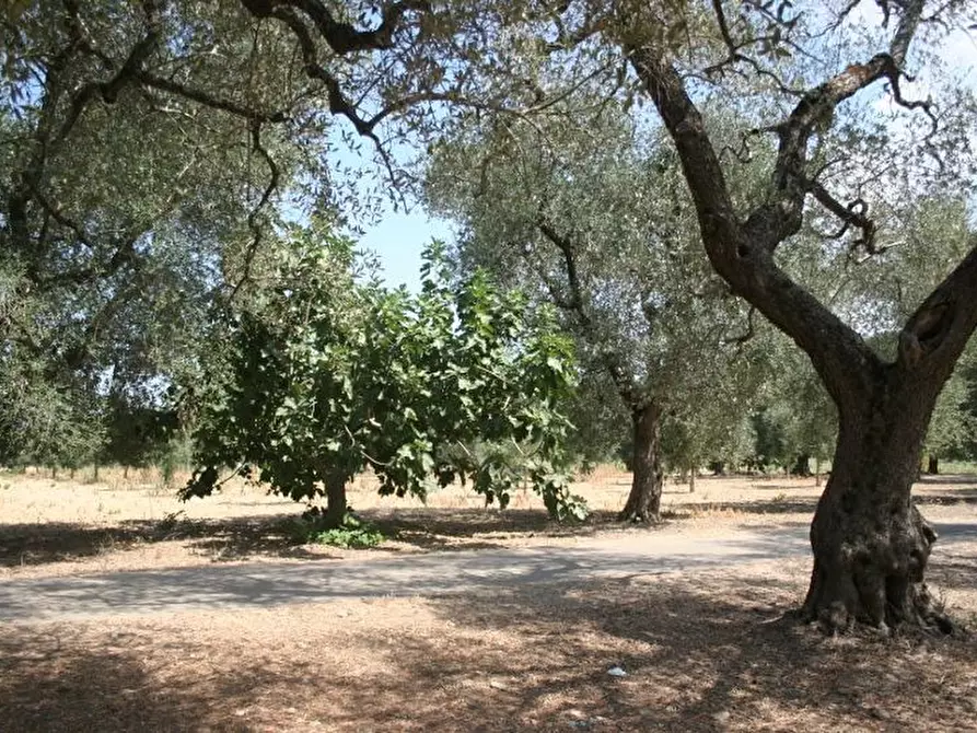 Immagine 8 di Terreno agricolo in affitto  in contrada mandrò a Cutrofiano
