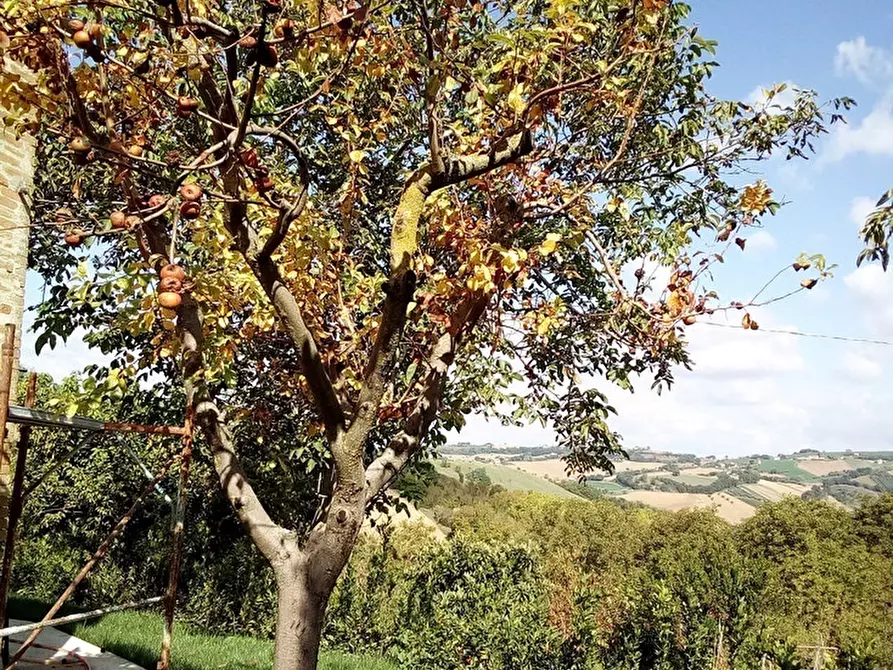 Immagine 13 di Rustico / casale in affitto  a Monsampietro Morico