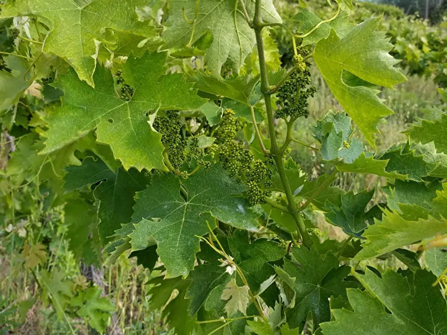 Immagine 7 di Terreno agricolo in vendita  a Montefiore Dell'aso