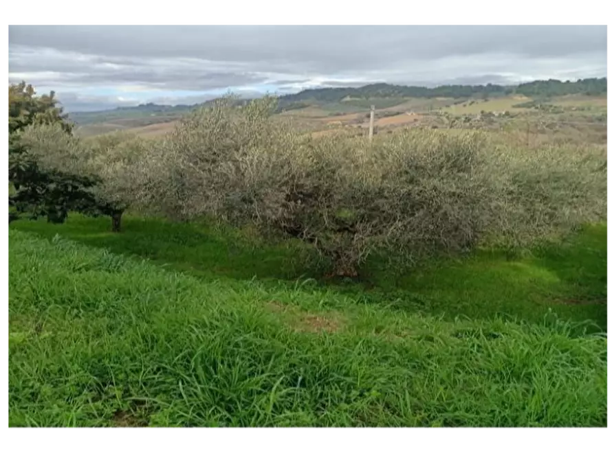 Immagine 11 di Terreno agricolo in vendita  in Contrada Monte Aquilino a San Benedetto Del Tronto