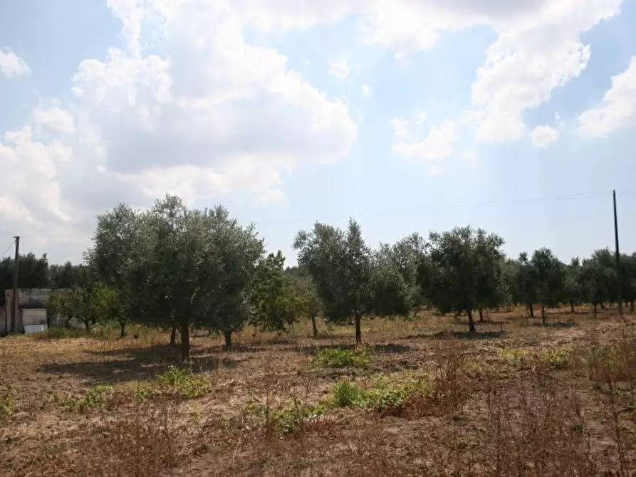 Immagine 36 di Terreno agricolo in affitto  in contrada mandrò a Cutrofiano