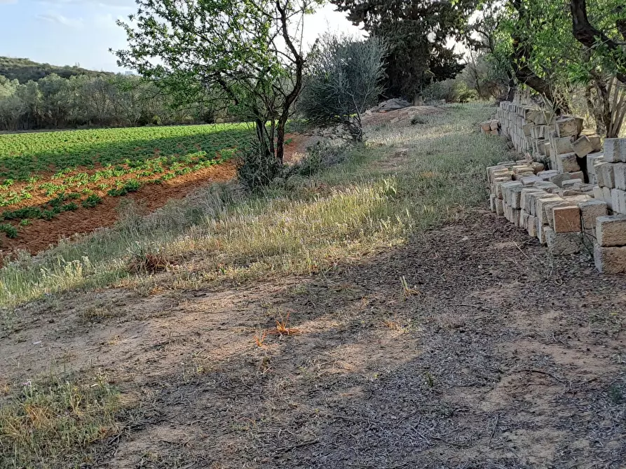 Immagine 16 di Terreno agricolo in vendita  in Via dei Gladioli a Quartucciu