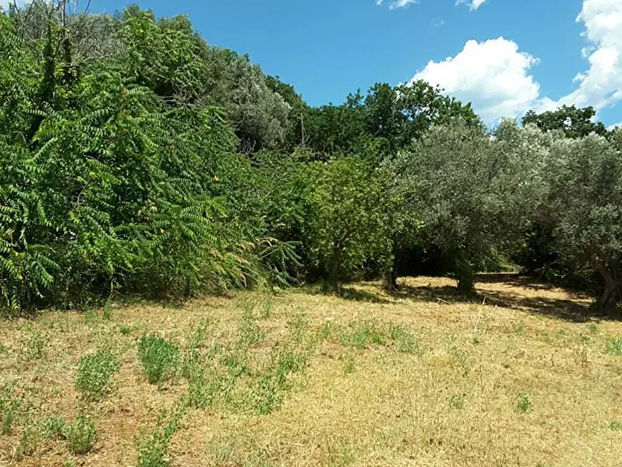 Immagine 11 di Casa indipendente in vendita  a Cupra Marittima