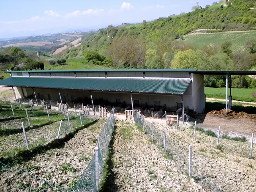 Immagine 5 di Azienda agricola in vendita  in periferia a Petritoli