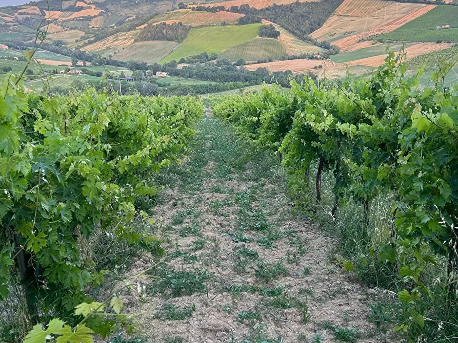 Immagine 15 di Terreno agricolo in vendita  a Montefiore Dell'aso