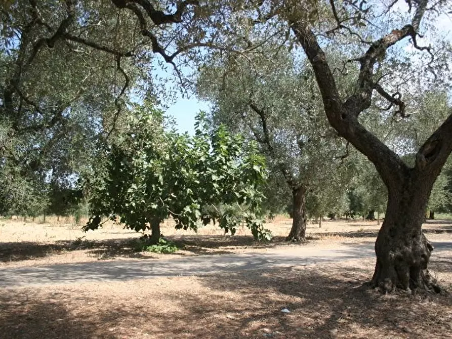 Immagine 7 di Terreno agricolo in vendita  in contrada mandrò a Cutrofiano