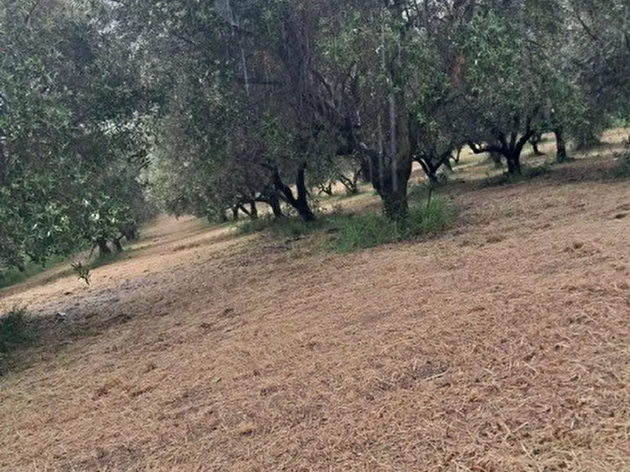 Immagine 8 di Terreno edificabile in vendita  a Colonnella