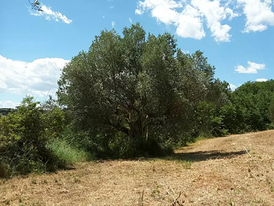 Immagine 12 di Casa indipendente in vendita  a Cupra Marittima
