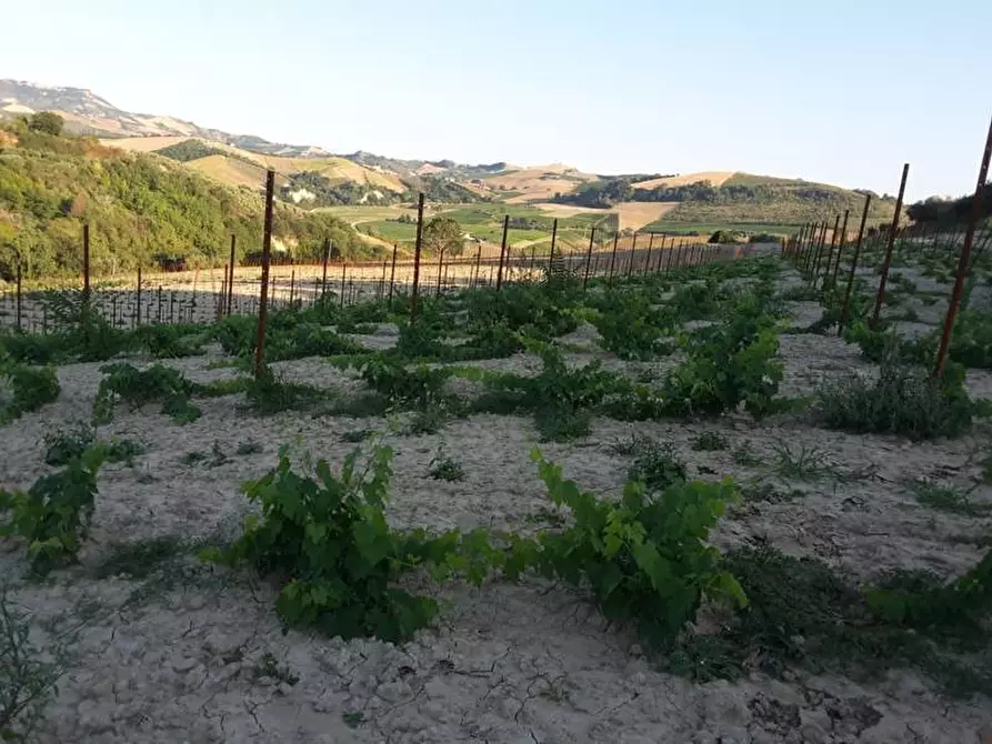 Immagine 12 di Terreno agricolo in vendita  a Carassai