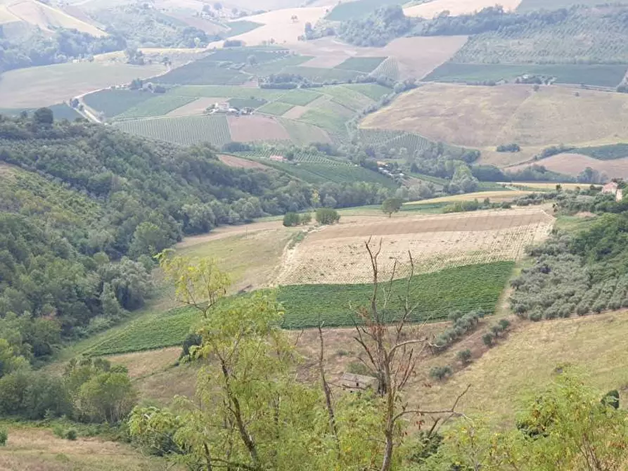 Immagine 3 di Terreno agricolo in vendita  a Carassai