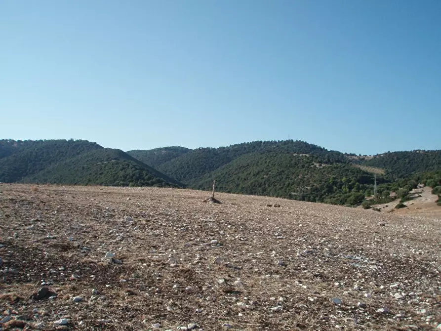 Immagine 12 di Terreno agricolo in vendita  a Mattinata