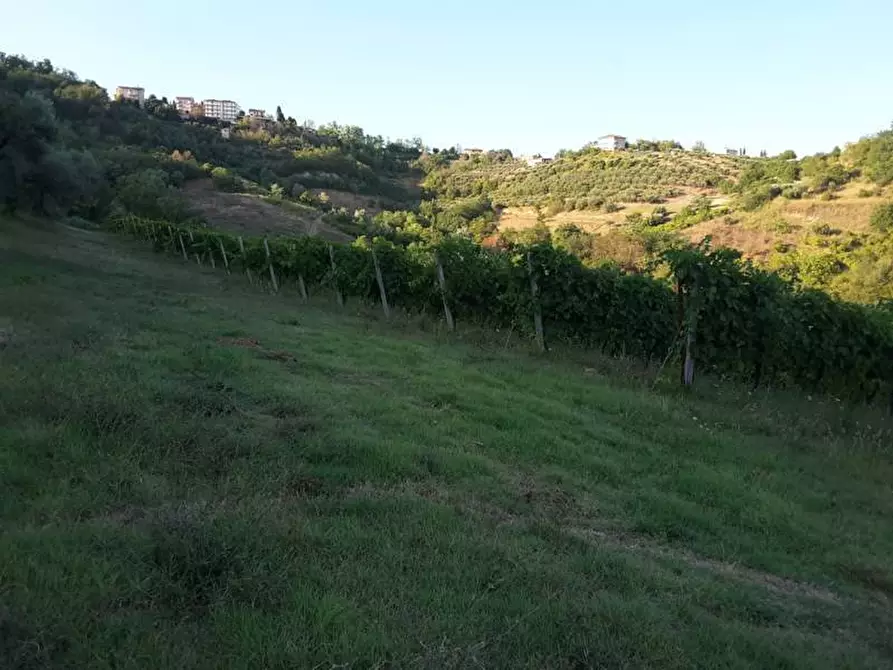 Immagine 9 di Terreno agricolo in vendita  a Carassai