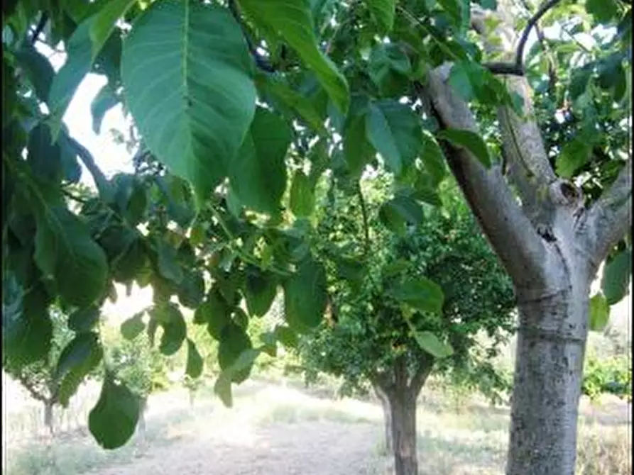 Immagine 8 di Rustico / casale in vendita  a Offida