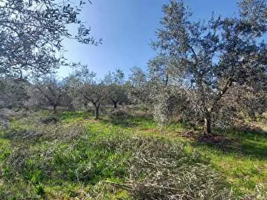 Immagine 2 di Terreno agricolo in vendita  in Contrada Monte Aquilino a San Benedetto Del Tronto