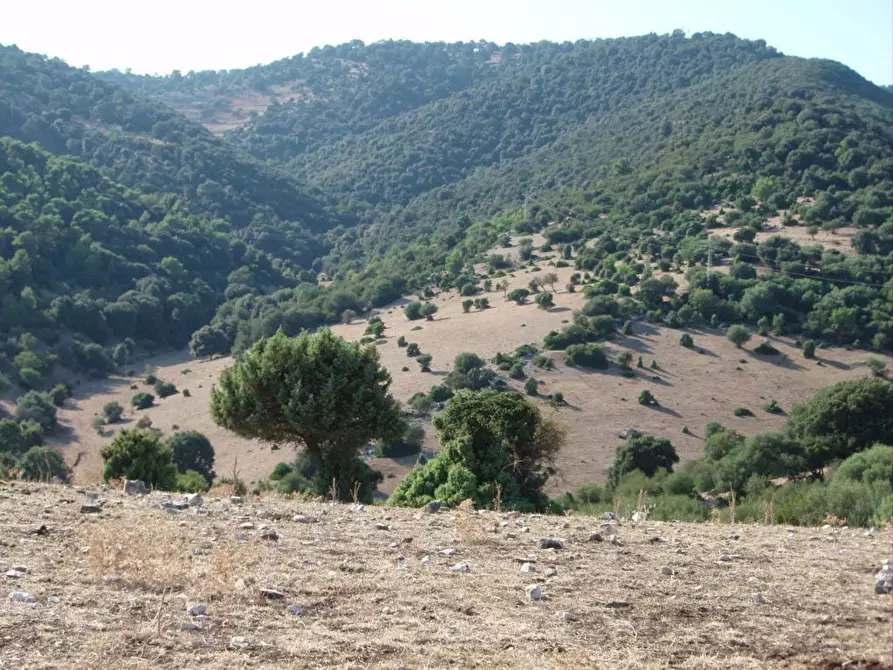 Immagine 6 di Terreno agricolo in vendita  a Mattinata
