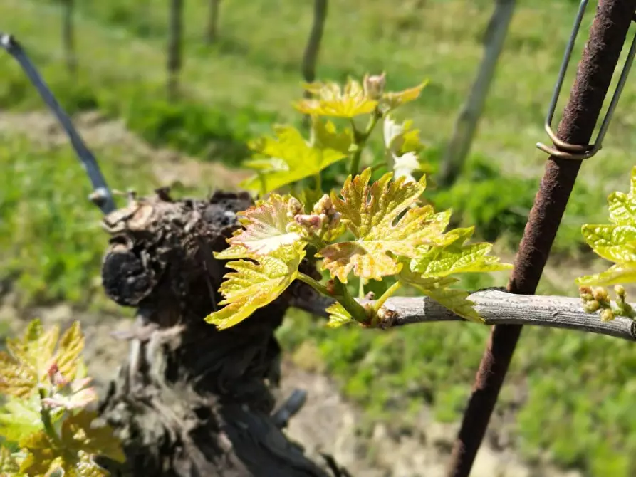 Immagine 4 di Terreno agricolo in vendita  a Montefiore Dell'aso