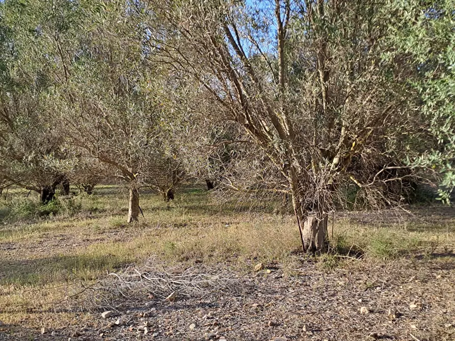 Immagine 10 di Terreno agricolo in vendita  in Via dei Gladioli a Quartucciu