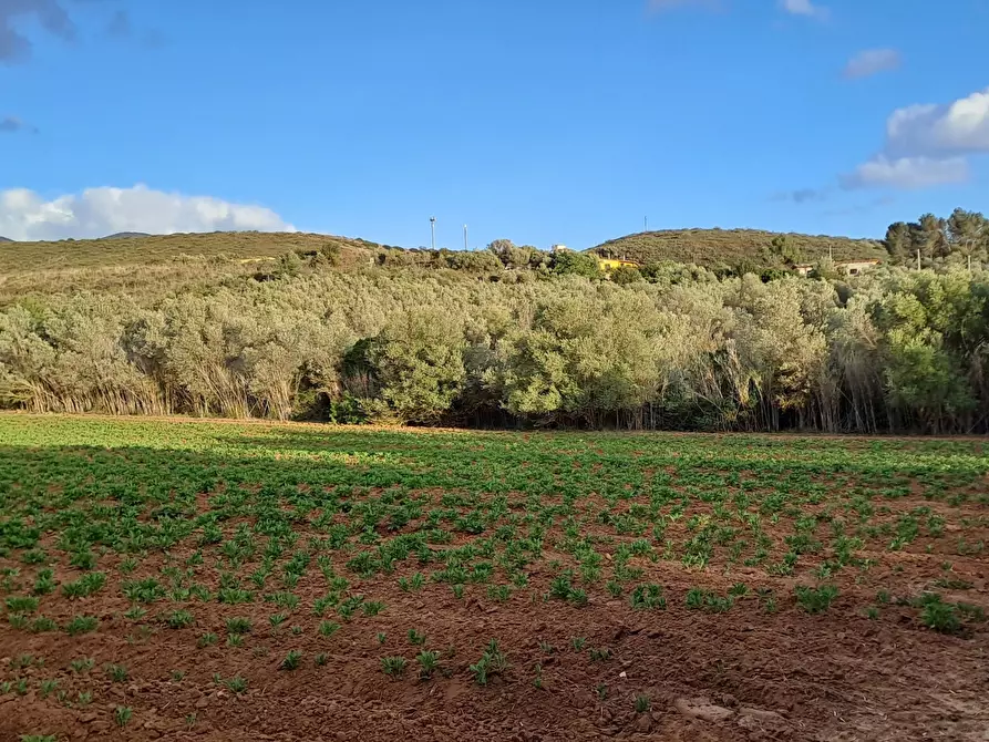 Immagine 26 di Terreno agricolo in vendita  in Via dei Gladioli a Quartucciu