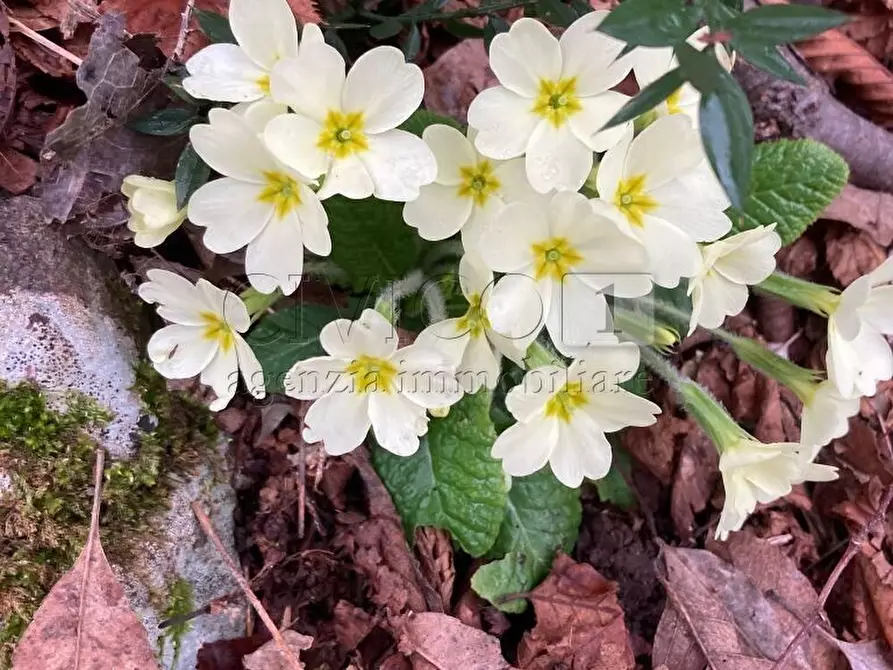 Immagine 7 di Terreno agricolo in vendita  in Piazza Mazzaretto a Longare