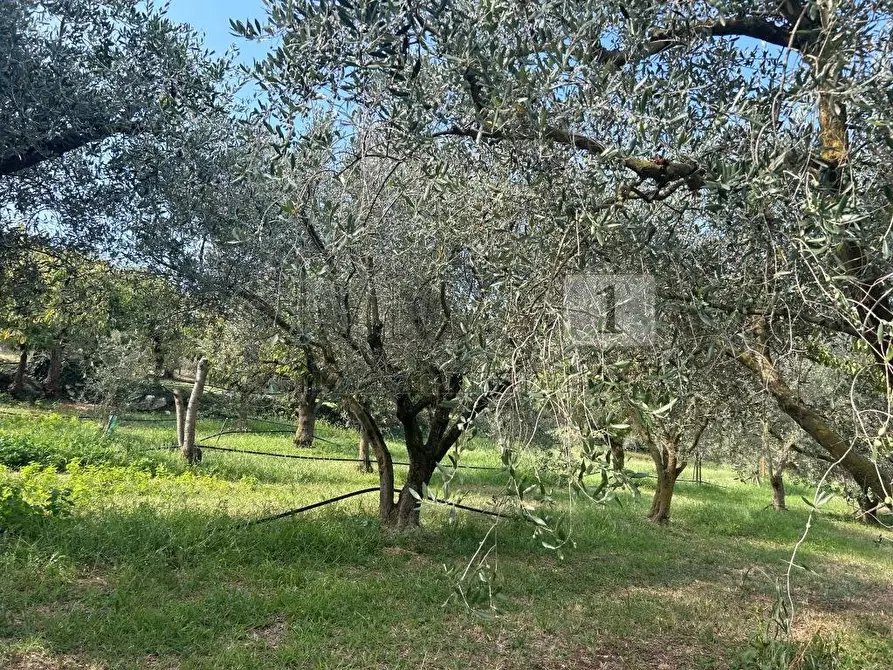 Immagine 6 di Terreno agricolo in vendita  in Via Castellaro a Castegnero