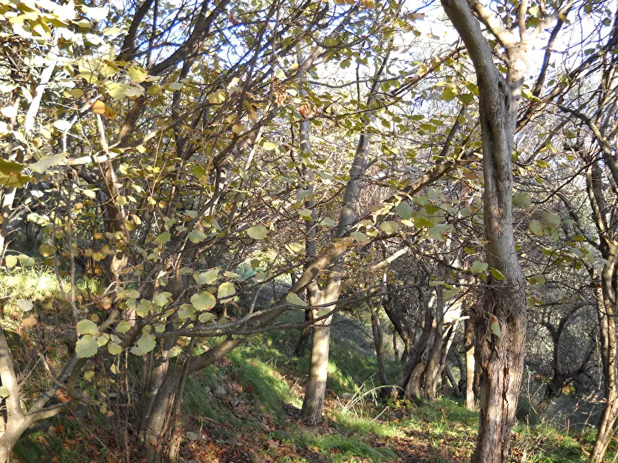 Immagine 4 di Terreno agricolo in vendita  in Via Marcianella a Ortonovo