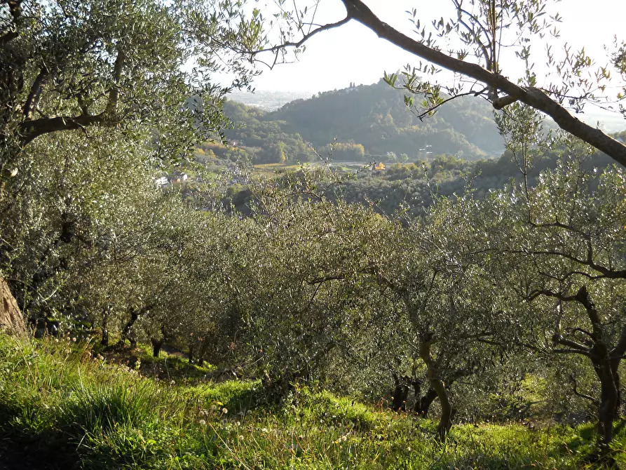 Immagine 2 di Terreno agricolo in vendita  in Via Marcianella a Ortonovo