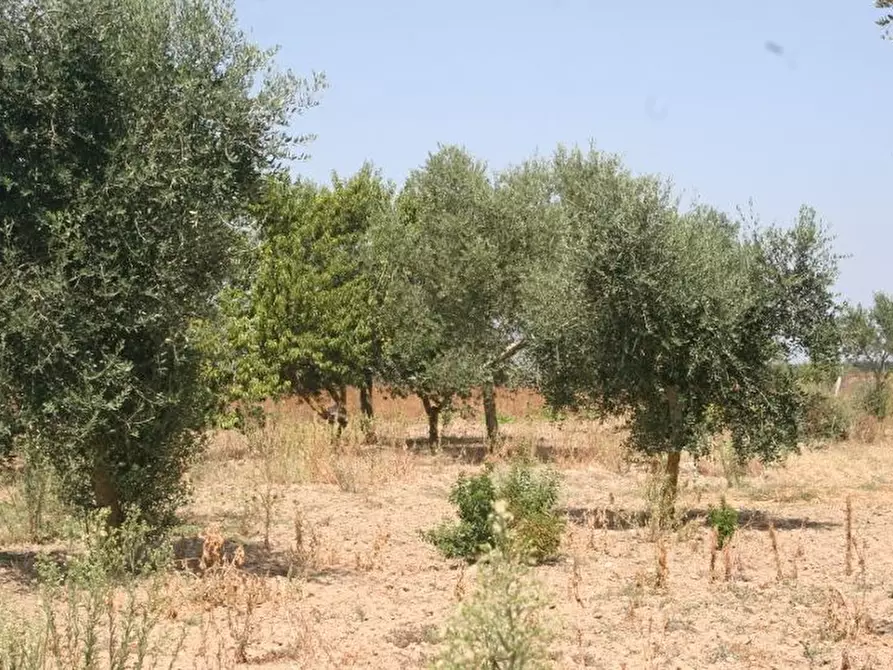 Immagine 18 di Terreno agricolo in vendita  in contrada mandrò a Cutrofiano