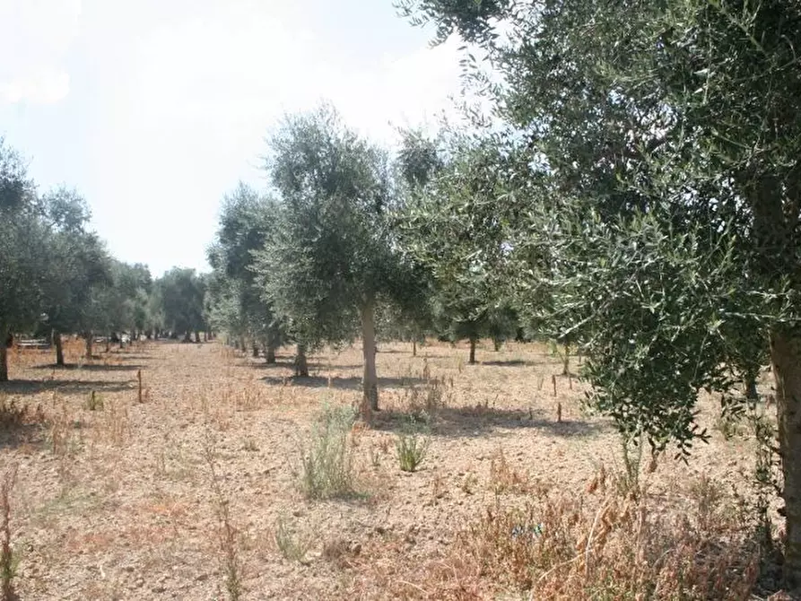 Immagine 13 di Terreno agricolo in vendita  in contrada mandrò a Cutrofiano