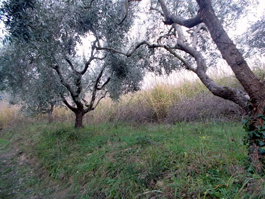 Immagine 19 di Rustico / casale in vendita  a San Benedetto Del Tronto