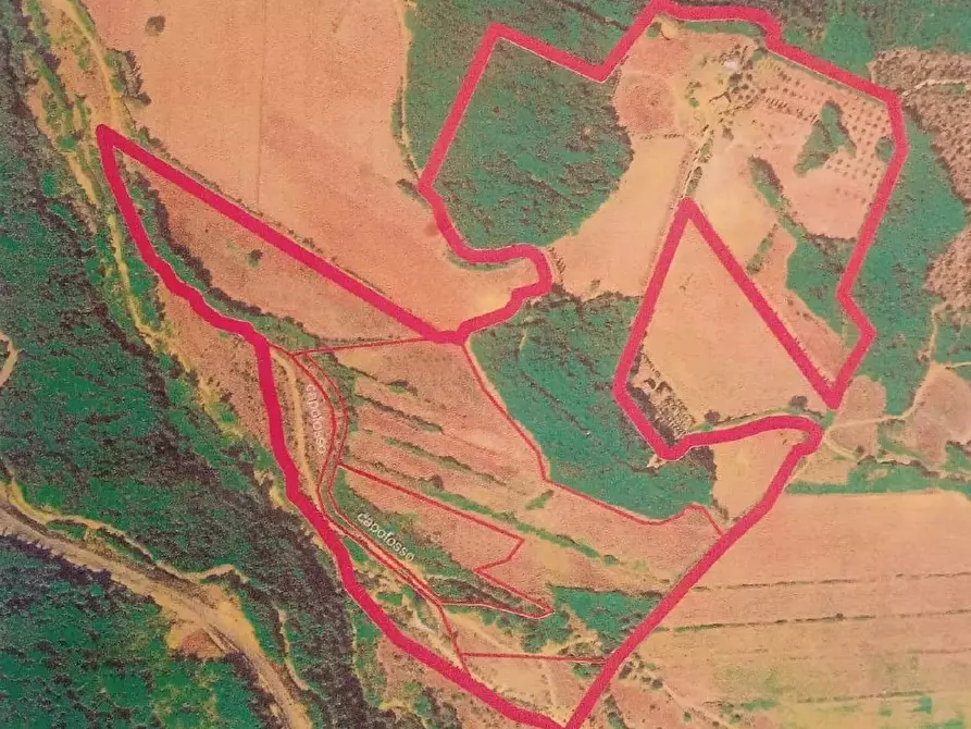 Immagine 25 di Azienda agricola in vendita  a Monterotondo Marittimo