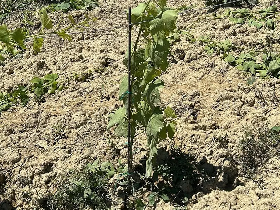 Immagine 16 di Terreno agricolo in vendita  a Montefiore Dell'aso