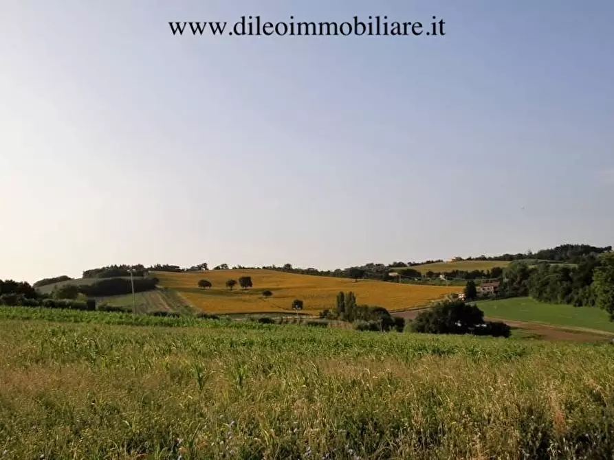 Immagine 6 di Terreno agricolo in vendita  a Pesaro