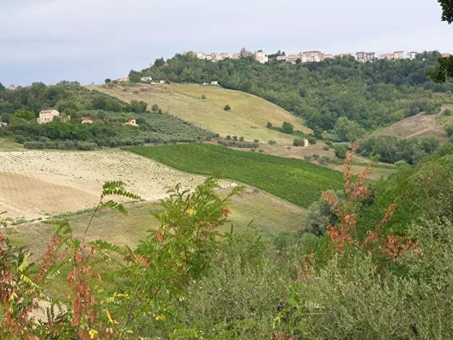 Immagine 2 di Terreno agricolo in vendita  a Carassai