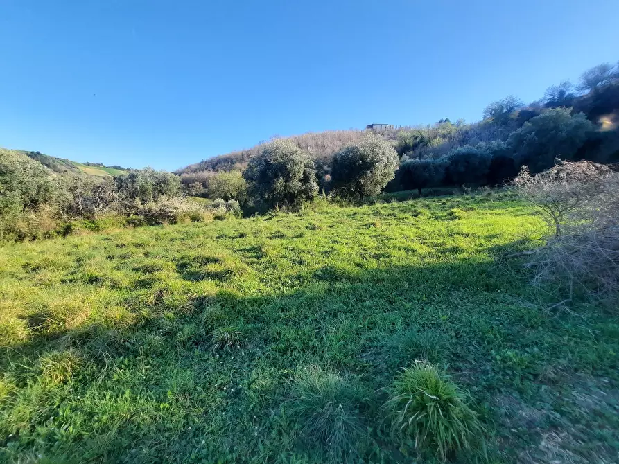 Immagine 17 di Casa indipendente in vendita  in cantina Cocci Grifoni a Ripatransone