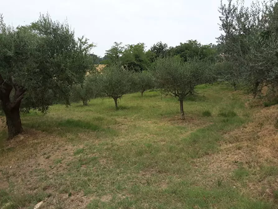 Immagine 4 di Agriturismo in vendita  a Offagna