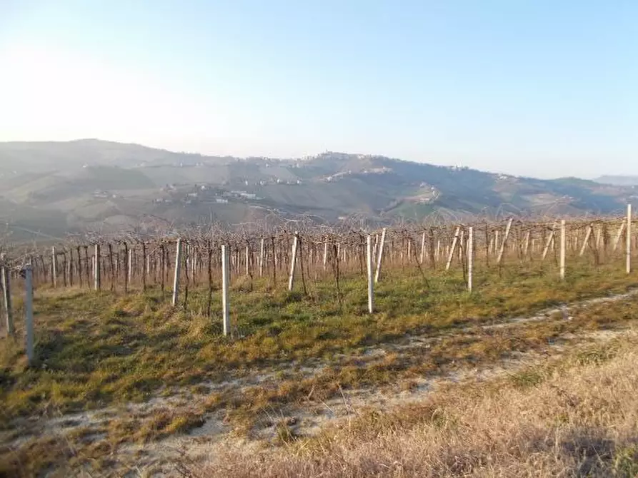 Immagine 4 di Terreno agricolo in vendita  in contrada a Ripatransone