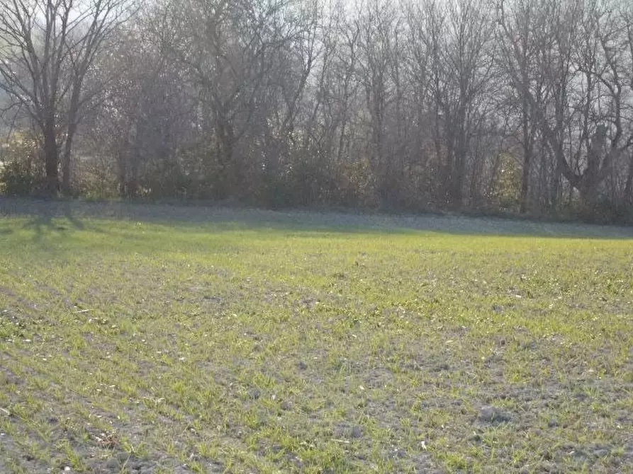 Immagine 6 di Terreno agricolo in vendita  in contrada a Ripatransone