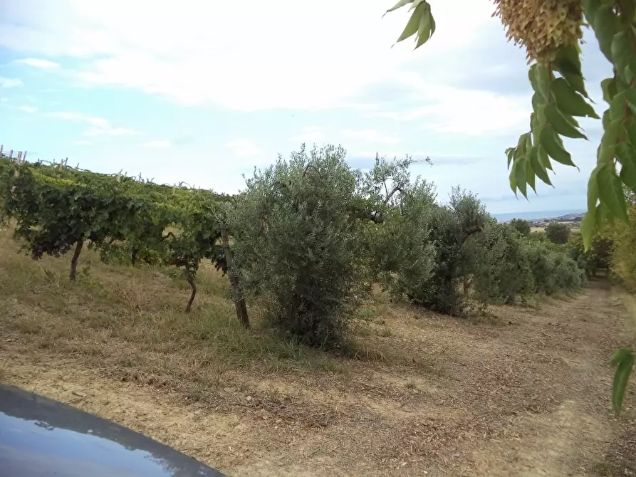 Immagine 9 di Casa indipendente in vendita  a Colonnella