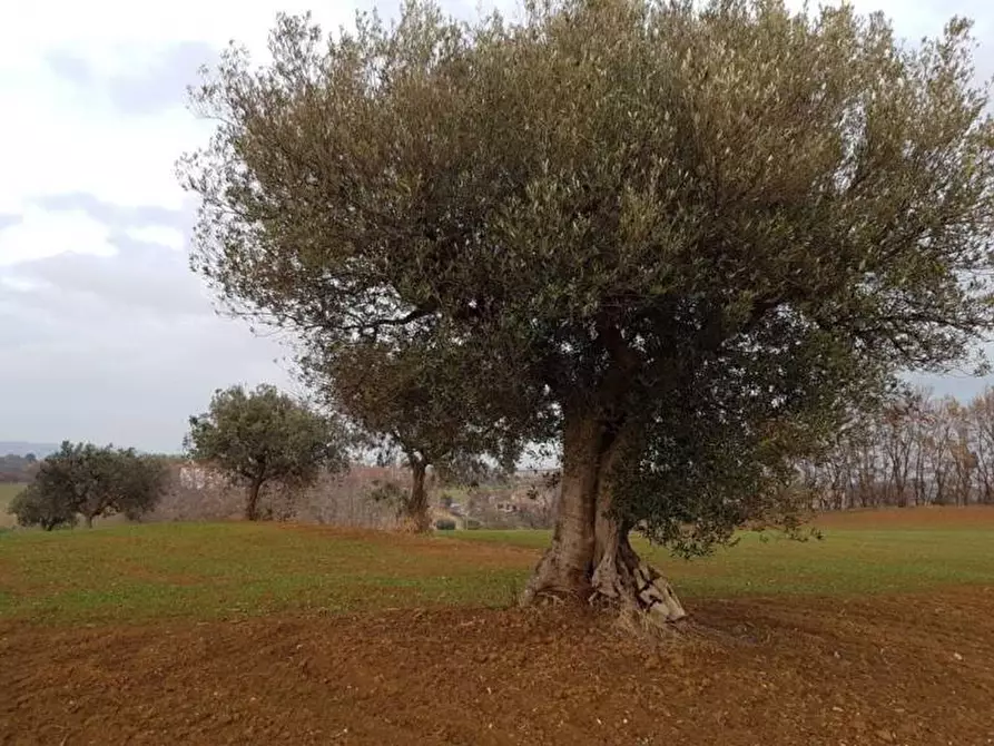 Immagine 9 di Terreno agricolo in vendita  a Cupra Marittima