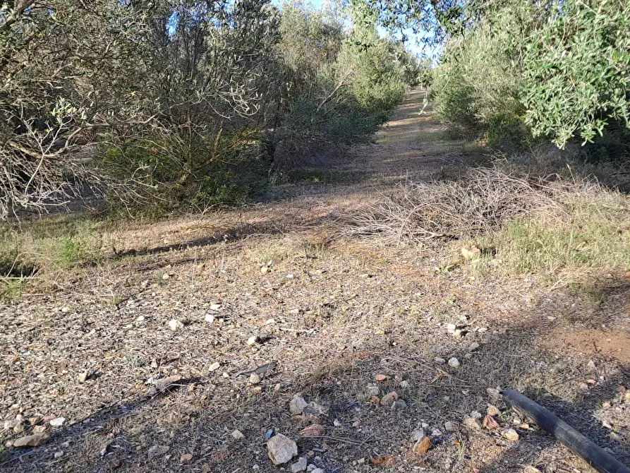 Immagine 5 di Terreno agricolo in vendita  in Via dei Gladioli a Quartucciu