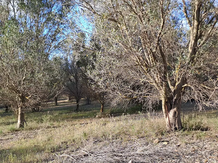 Immagine 6 di Terreno agricolo in vendita  in Via dei Gladioli a Quartucciu