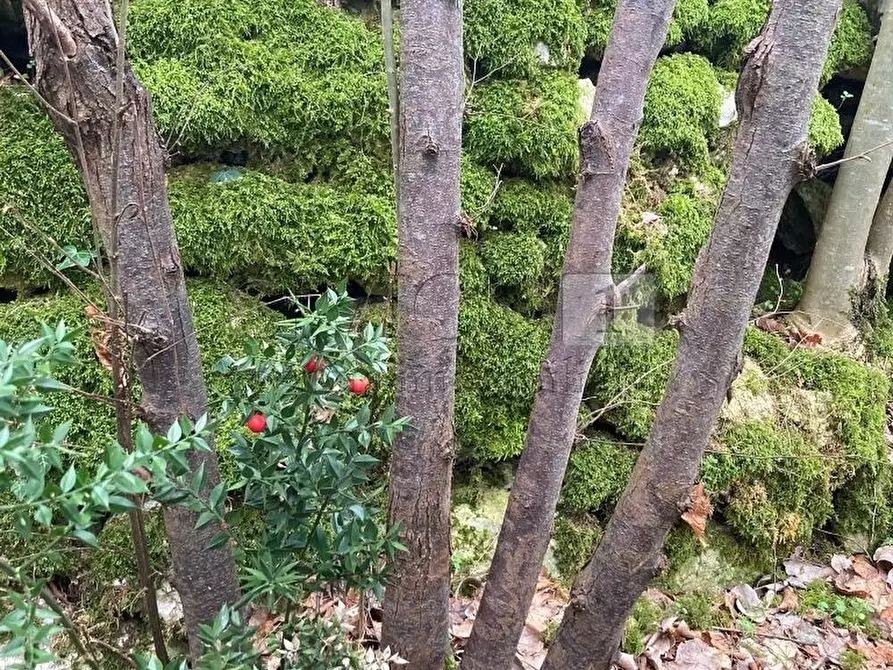 Immagine 5 di Terreno agricolo in vendita  in Piazza Mazzaretto a Longare