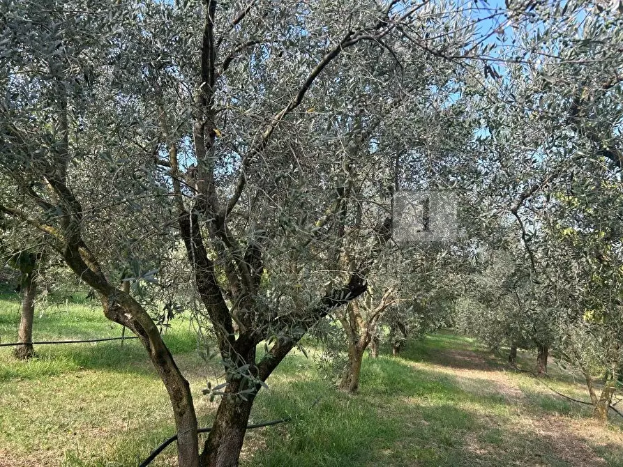 Immagine 7 di Terreno agricolo in vendita  in Via Castellaro a Castegnero