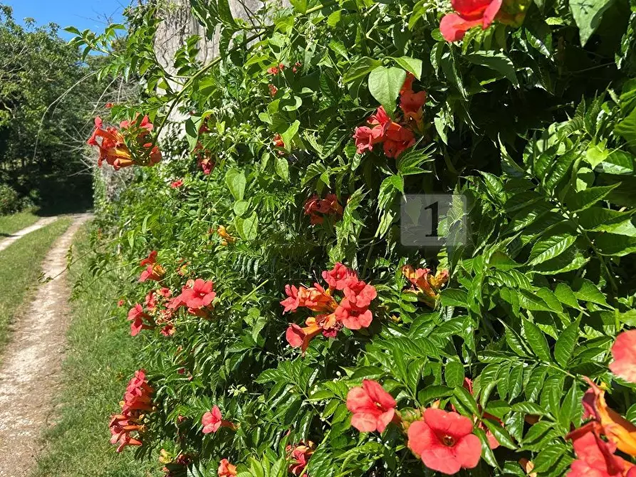 Immagine 18 di Rustico / casale in vendita  in Via Tavella 10 a Barbarano Mossano