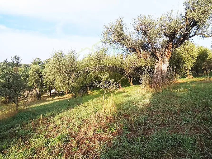 Terreno in vendita in Località Salvia a Palombara Sabina