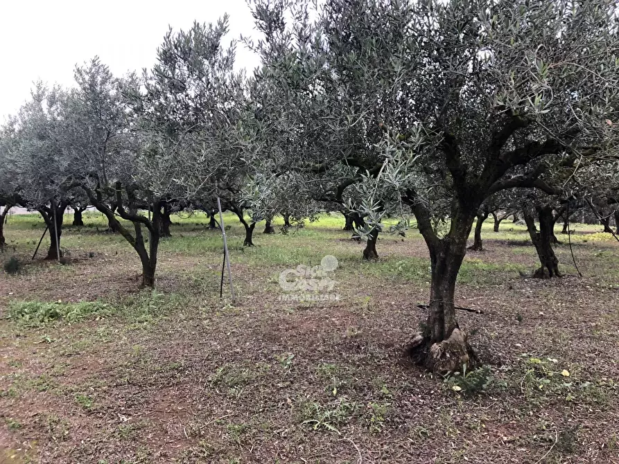 Immagine 2 di Terreno in vendita  a Marsala