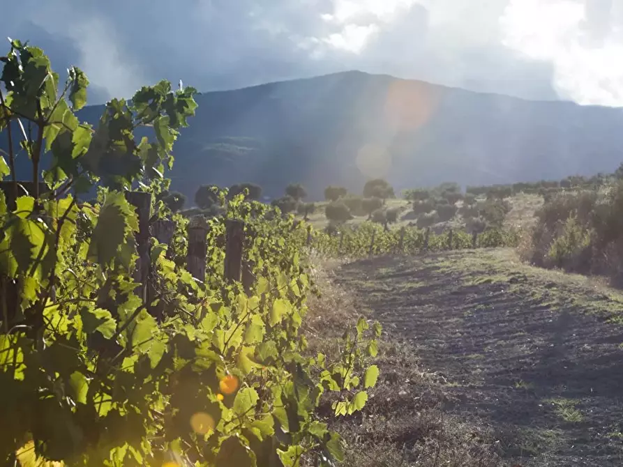 Immagine 2 di Terreno in vendita  a Montalto Uffugo