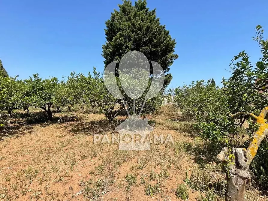 Immagine 5 di Terreno in vendita  in Contrada Telegrafo a Balestrate