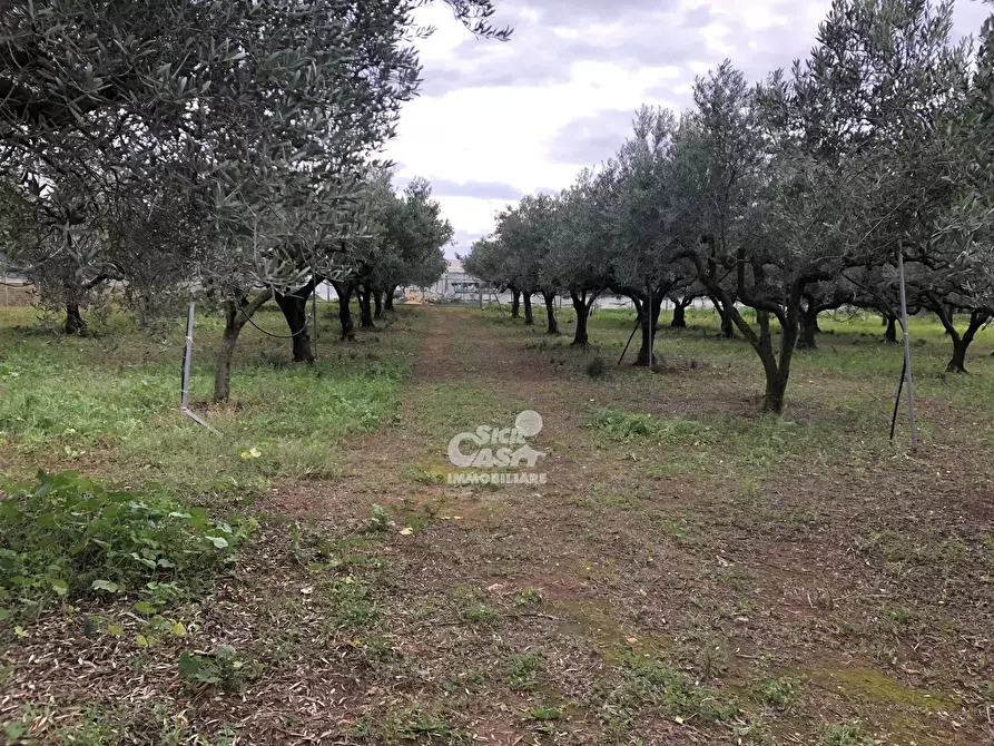 Immagine 4 di Terreno in vendita  a Marsala